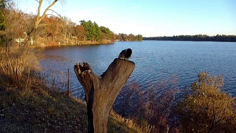 Chickadee in slow motion sweeps in the scare of other chickadee feeding. Video stock 71155996