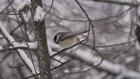 Chickadee on a snow covered branch bobbing. Stock Footage 328430760