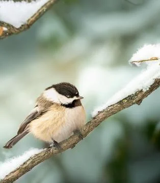 Chickadee on a snowy branch. Stock Photos
