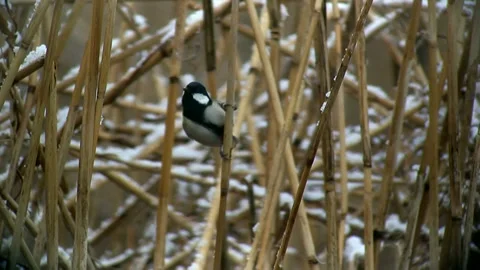 The Chickadee of the Snowy Reed Field Stock Footage 332398870
