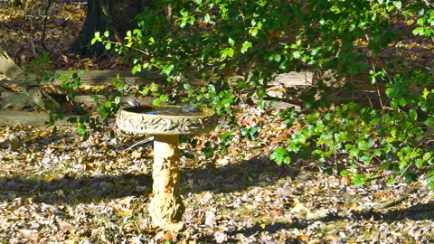 Chickadee Sparrow Eastern Wood Peewee bird bath Stock Footage 167664165