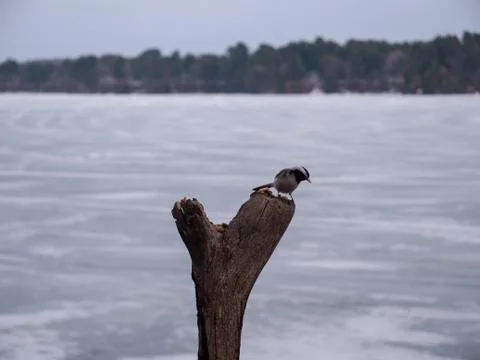 Chickadee on a stump during winter. Stock Photos