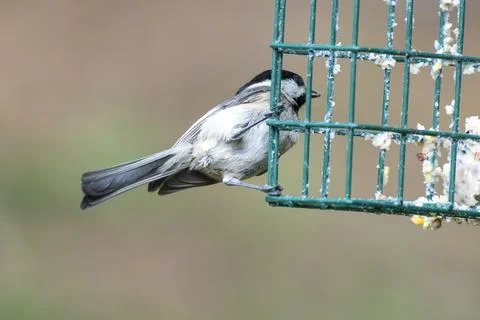Chickadee on a Suet Feeder Stock Photos