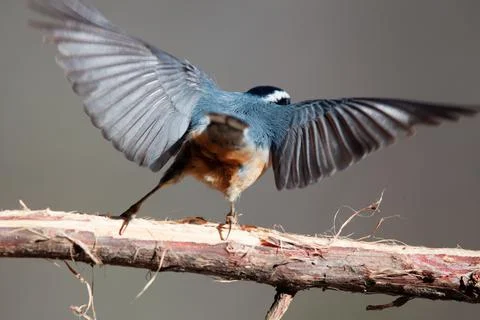Chickadee Take-off Stock Photos
