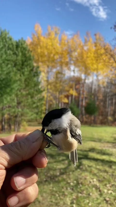 Chickadee takes seed fr hand vertical video Video stock 144457718