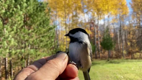 Chickadee takes seed from hand -normal speed Stock Footage 144457770