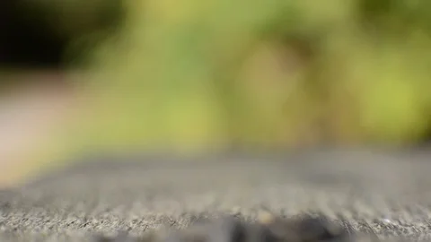 Chickadee taking sunflower seed Stock Footage 91375939