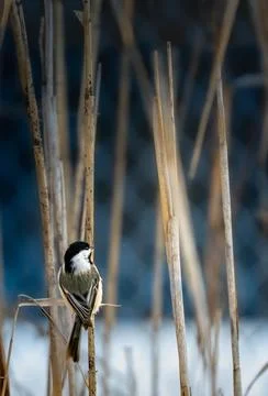 Chickadee in tall reeds. Stock Photos