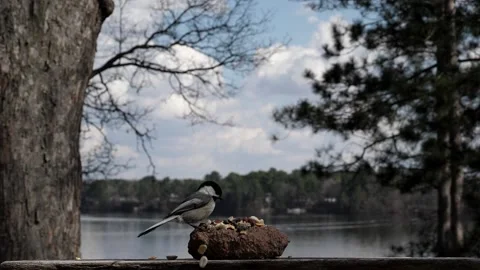 Chickadee touches down at platform to get some food. Stock-Footage 148675279