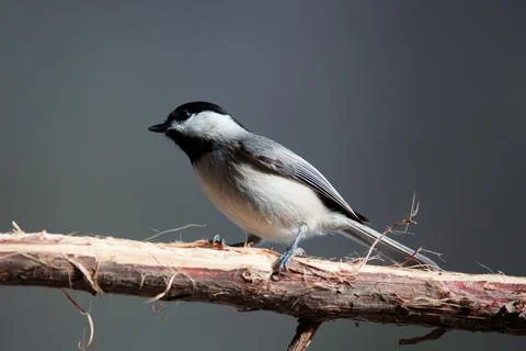 Chickadee on tree branch Stock Photos