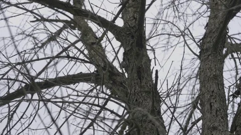 Chickadee on a tree Stock Footage 277640862