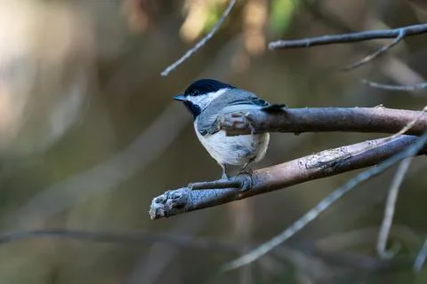 Chickadee in a Tree Фото