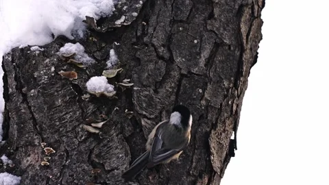 Chickadee on tree trunk Stock Footage 328429767