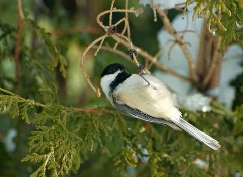 Chickadee upside down. Stock Photos