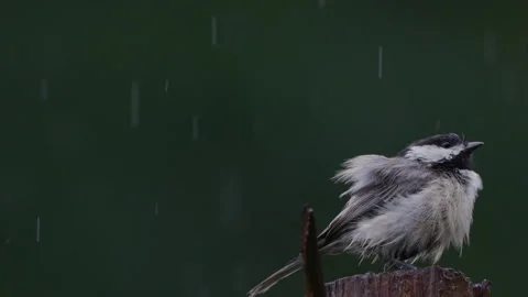 Chickadee with very ruffled feathers perched on a Cedar post, slow motion Stock Footage 314435172