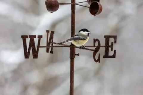 Chickadee on a weather vane talking about what direction Stock Photos