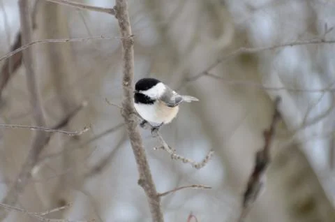 Chickadee in Winter Perched on Branch 写真素材