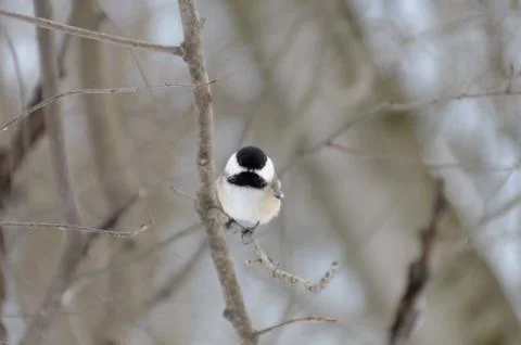 Chickadee in Winter Perched on Branch Foto stock