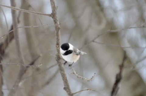 Chickadee in Winter Perched on Branch Фото