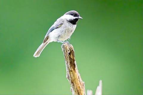 ChickadeePerched Stock Photos