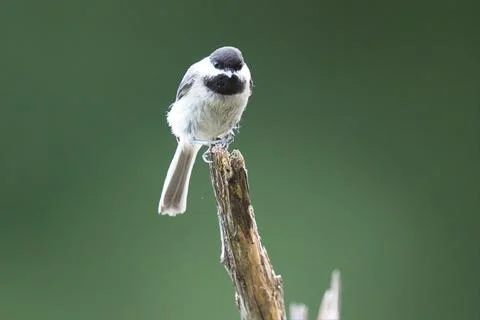 ChickadeePerched2 Stock Photos
