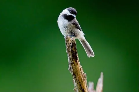 ChickadeePerched3 Stock Photos