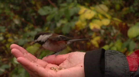 Chickadees Cautiously Take Seeds 스톡 동영상 800545