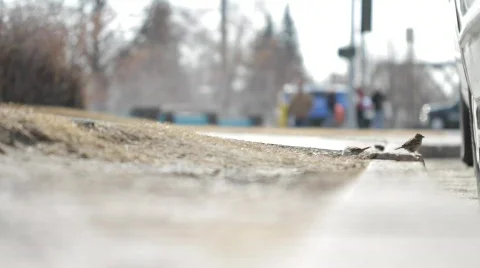 Chickadees in the City Vídeos de archivo 756041