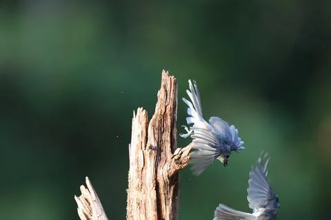 Chickadees Competing Stock Photos