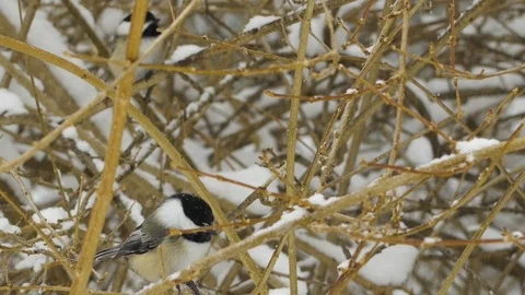 Chickadees during a snow storm Stock Footage