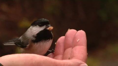 Chickadees Eat  Stock-Footage 794607