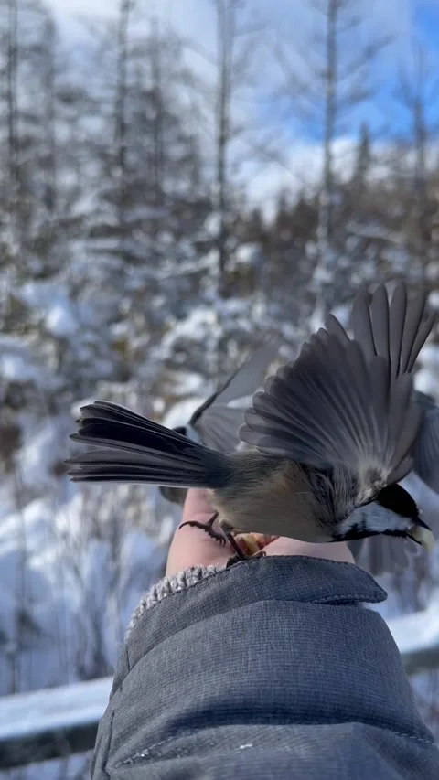 Chickadees Feast On Hand-Fed Bird Seed, Lindsay, Ontario, Canada - 03 Jan 2025 Stock Footage 317330160