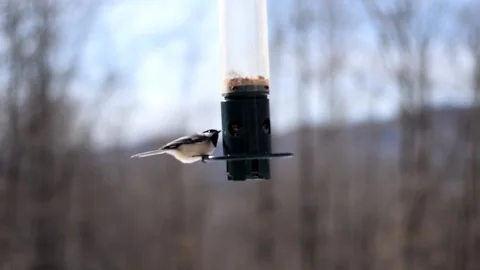 Chickadees feeding Stock Footage 169602663