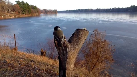 Chickadees in slow motion fight for right to eat by frozen lake. Video stock 71156662