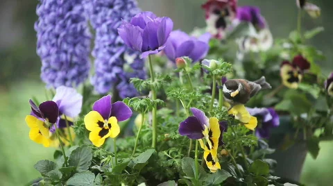 Chickadees in spring flowers Stock Footage 644891