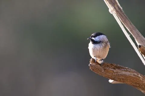 Chickadee,winter Stock Photos