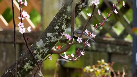 Chickeed Bird on the Plum Tree Branch in the Spring  Stock Footage 218643771