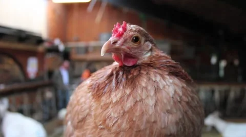 Chicken 01 Stock Footage 1006926