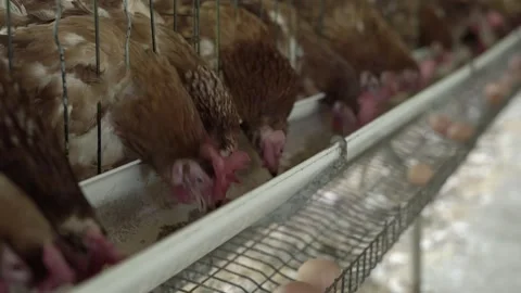 Chicken 01 Video stock 306042607