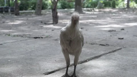 Chicken 1 Stock Footage 207359279