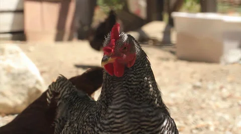 Chicken 15s 스톡 동영상 34844747