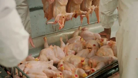 Chicken abattoir factory with equipments... | Stock Video | Pond5