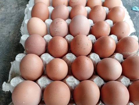 Chicken aggs Stock Photos