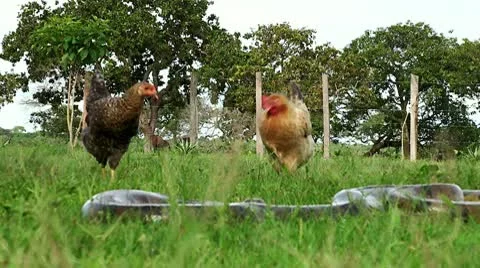 Chicken and Anaconda Stock Footage 10793073