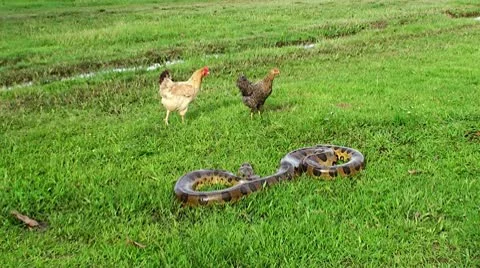 Chicken and Anaconda Stock Footage 10793108