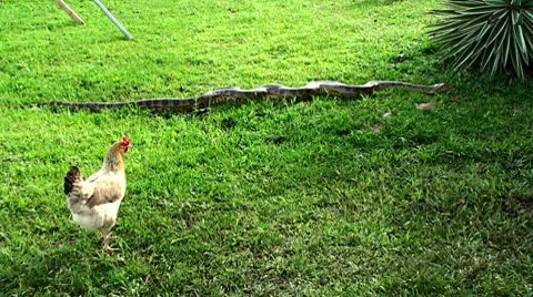 Chicken and Anaconda Stock Footage 10793275