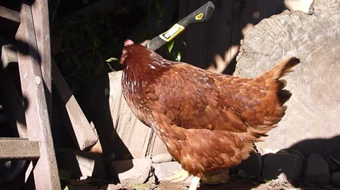 Chicken and an Ax Stock Footage 33827477