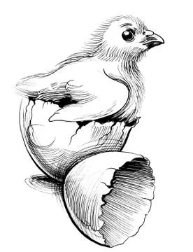 Chicken and broken egg Illustrazione stock