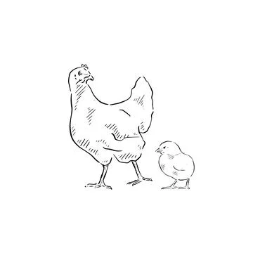 Chicken and chick drawing Stock Illustration
