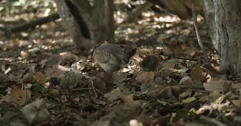 Chicken and Chicks foraging  Stock Footage 80289399